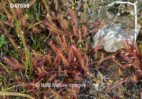 Linear-leaved Sundew (Drosera linearis)